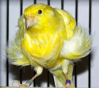 gambar kenari frill kenari frill