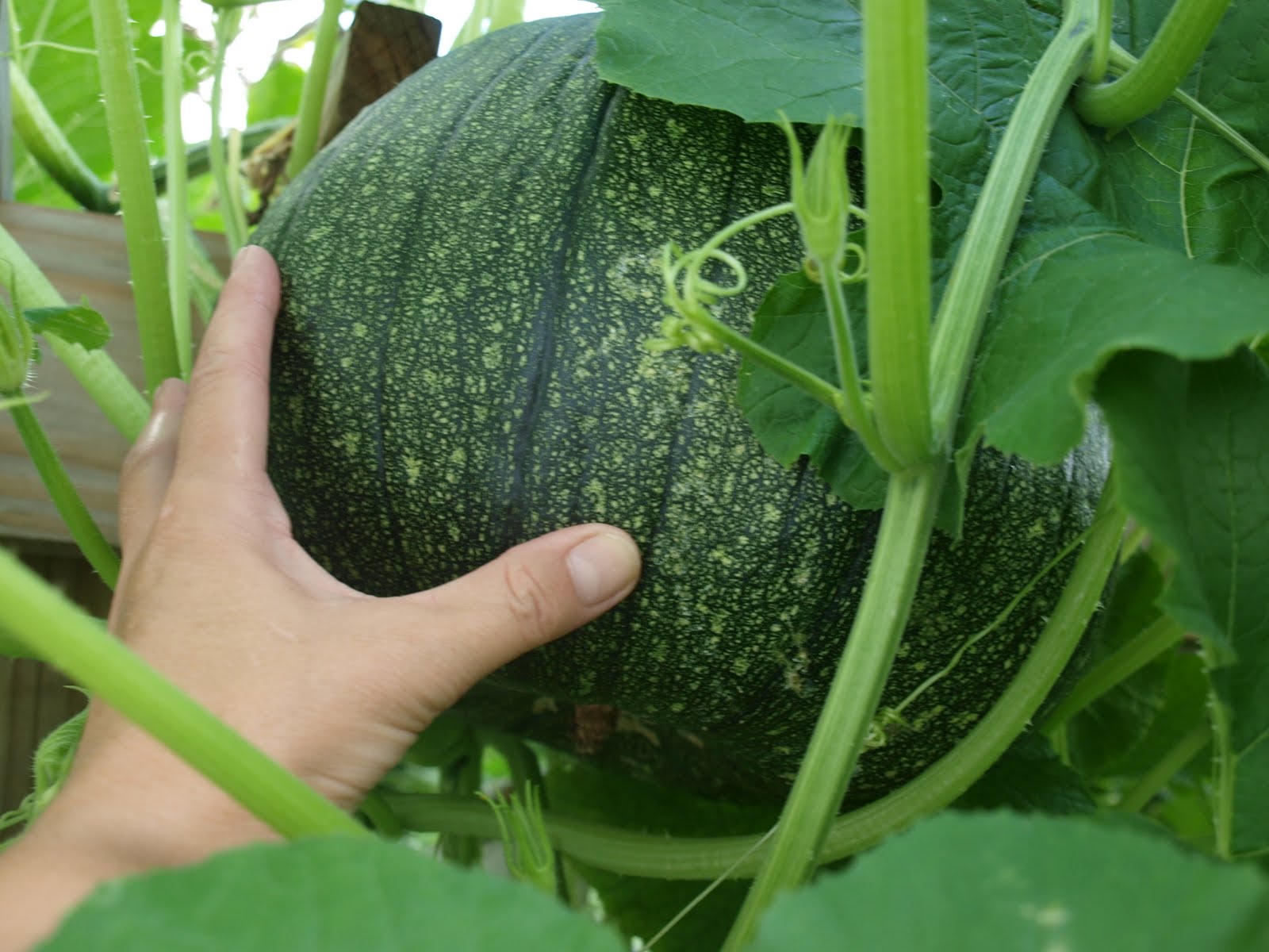 Ohio Thoughts Building a Pumpkin Arbor