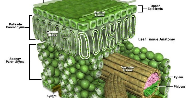 Pengertian Jaringan (Biologi)
