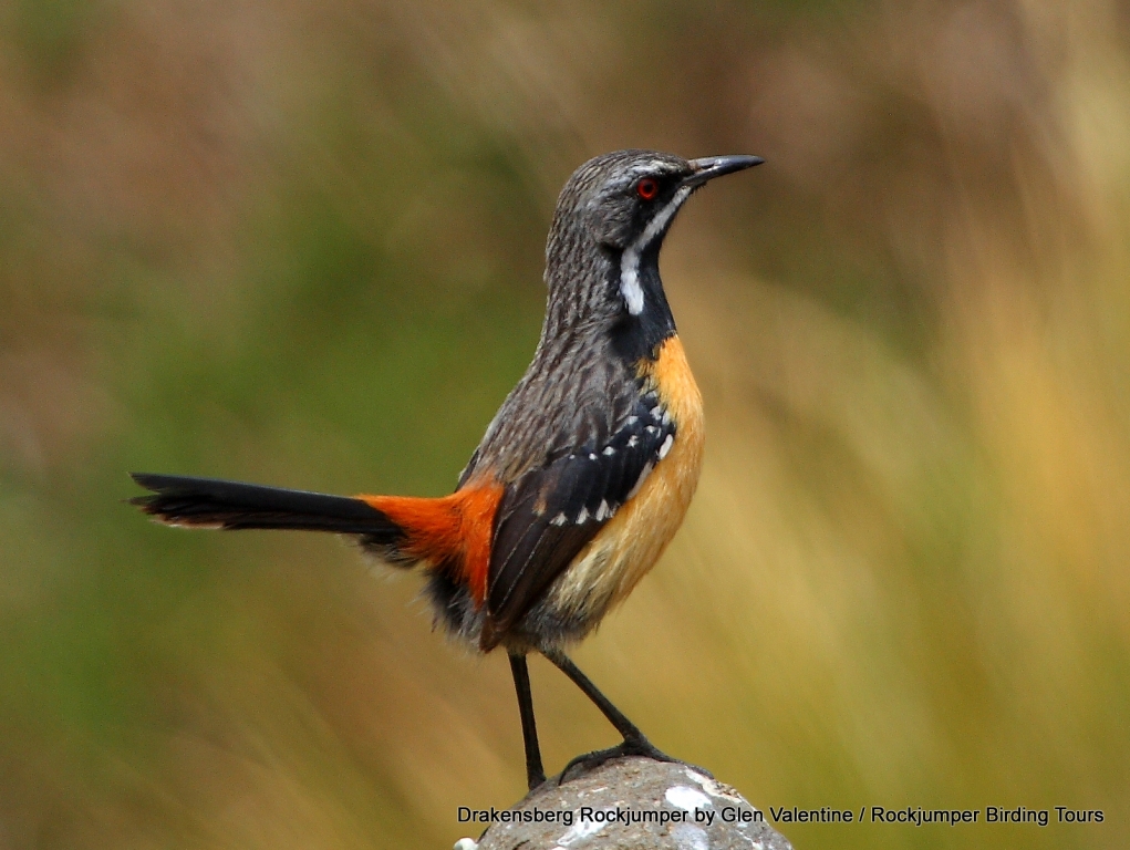 rockjumper birding tours south africa