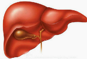 علاج فعال لمرض الكبد الدهني 