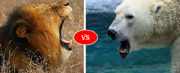 Polar Bear vs African lion