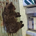 Σε κρίσιμη κατάσταση το αρκουδάκι που πυροβολήθηκε στο Μέτσοβο