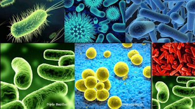 3 Kelompok Atau Jenis-Jenis Mikroba Berdasarkan Pada Proses Dekomposisi