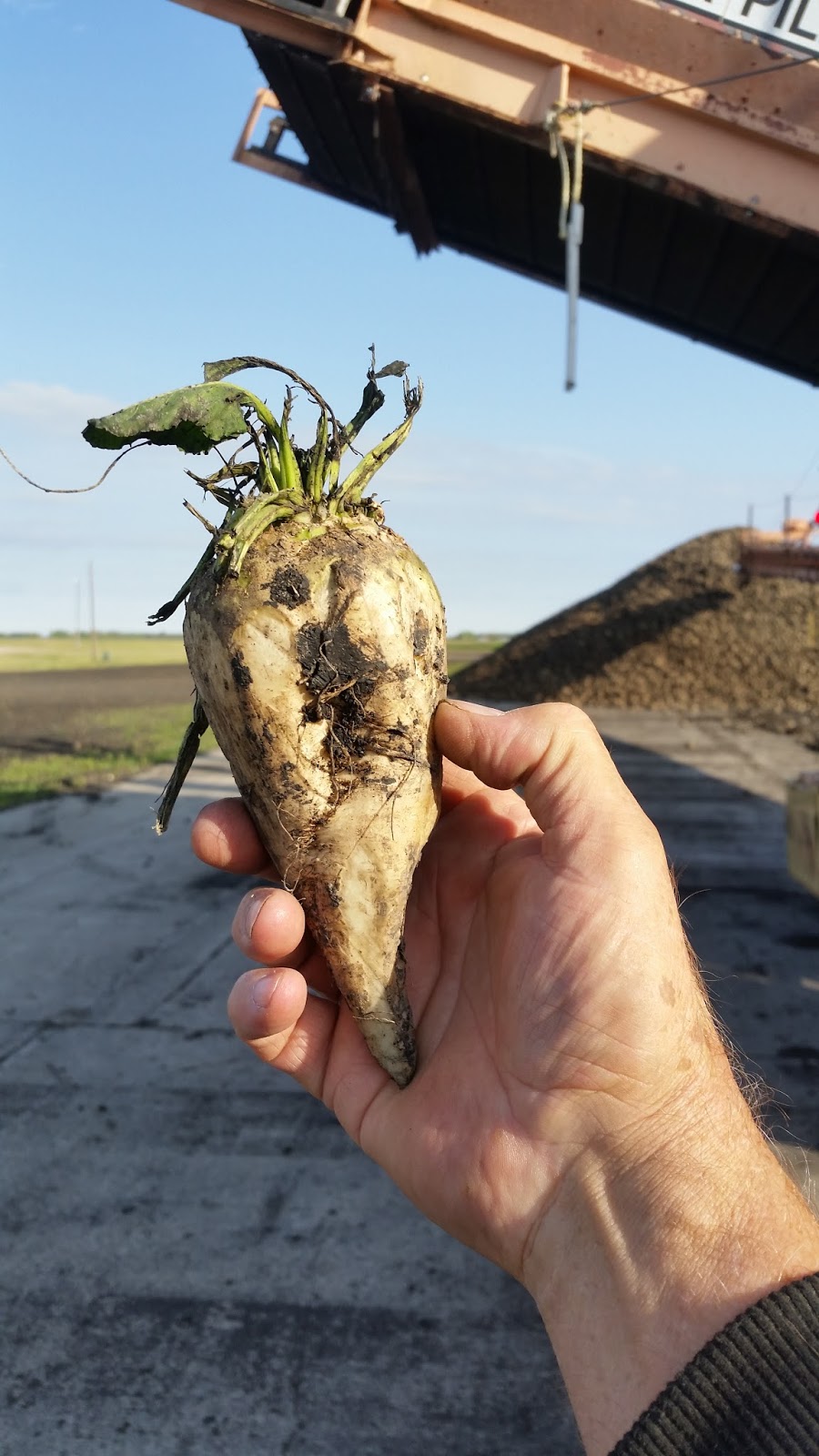 Observations From On The Road Sugar beet? What's a sugar beet? Or