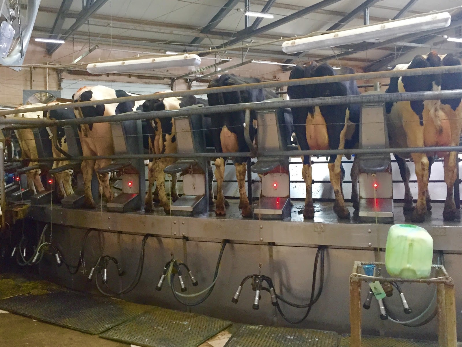 Green Square Agro Consulting: Russian company to invest $1bn in dairy