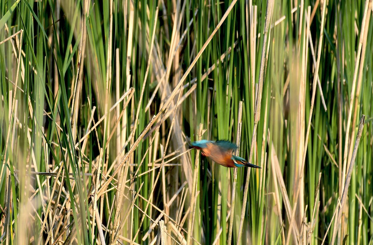 Jozef van der Heijden Natuurfotografie De