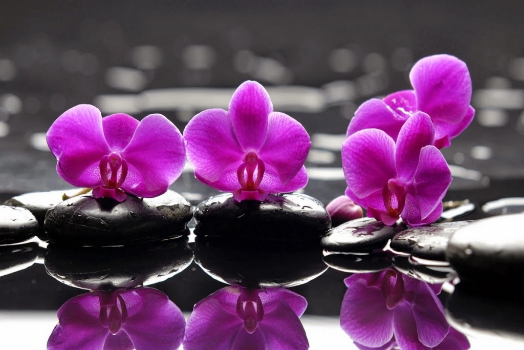 10 Gambar  Bunga  Warna Purple Ungu  Violet Gambar  Top 10