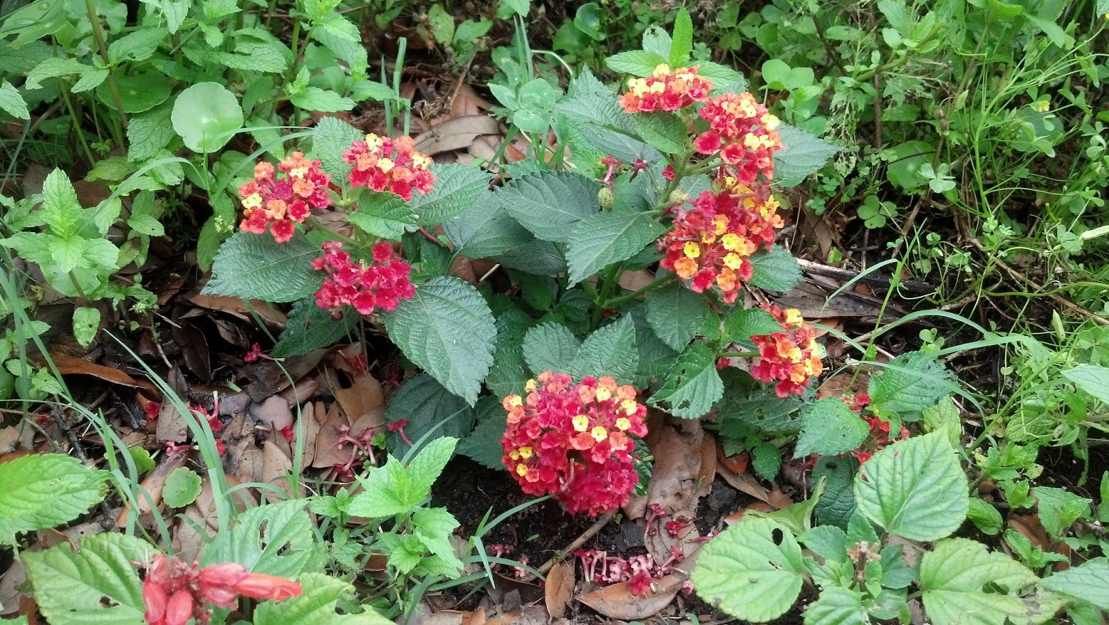 Mary's Louisiana Garden Spring flowers