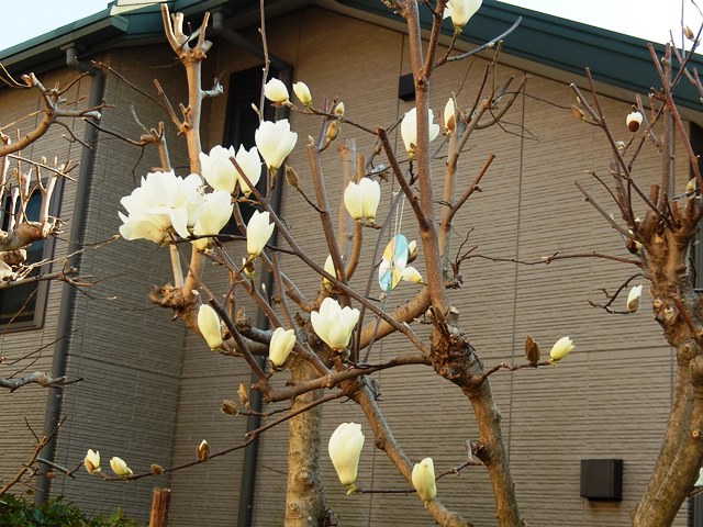 よりさんの日記 木蓮の花