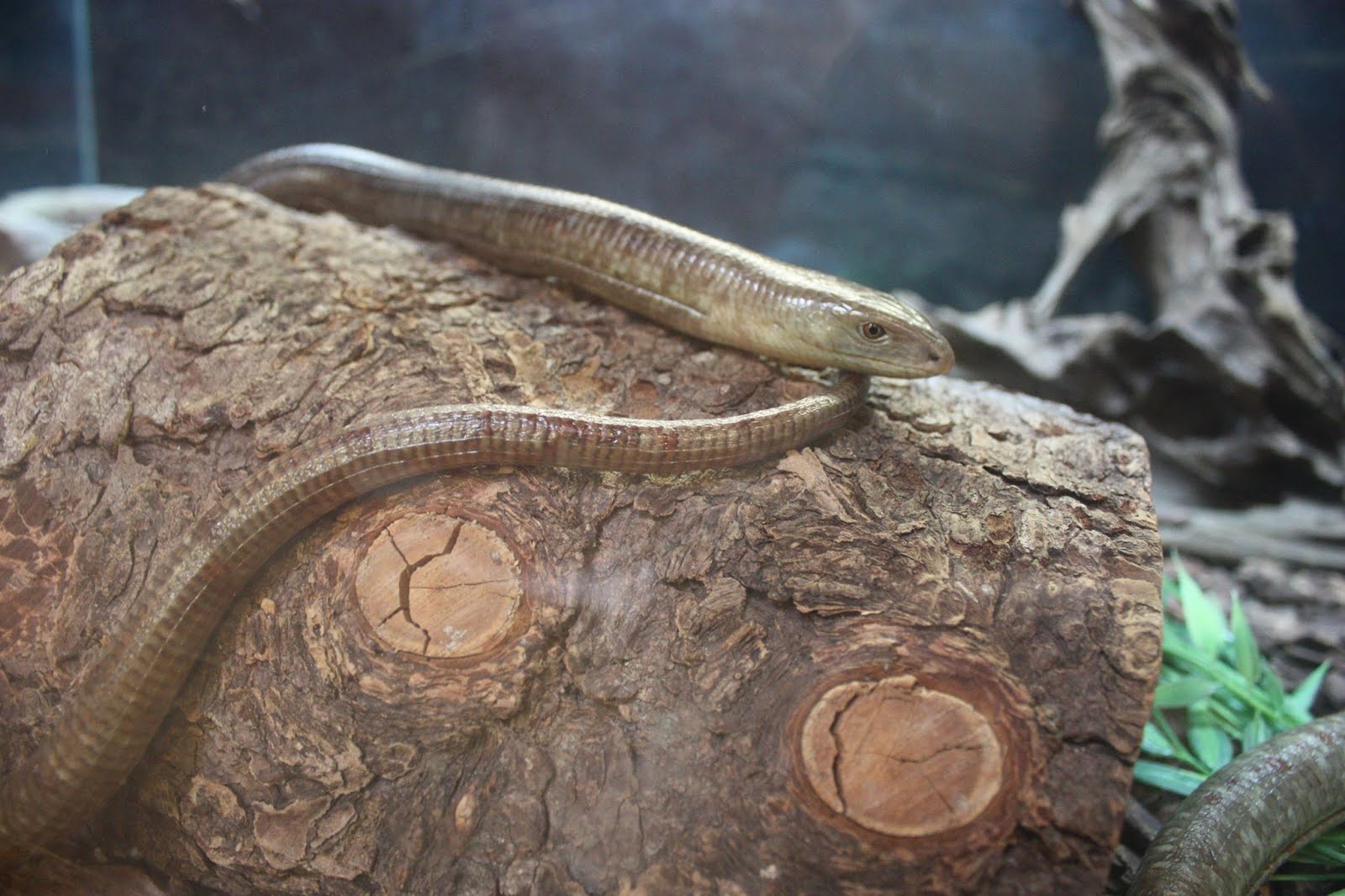 Scovill Zoo QRs European Glass Lizards