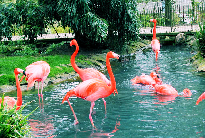 Paraíso de los flamingos (Aves exóticas)