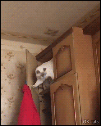 Funny Cat GIF • Clumsy cat stuck on top of wooden wardrobe. "Shit, something went wrong haha!" Funny Cat GIF • Clumsy cat stuck on top of wooden wardrobe. "Shit, something went wrong haha!"