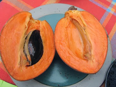 Wollflocke Mamey Sapote