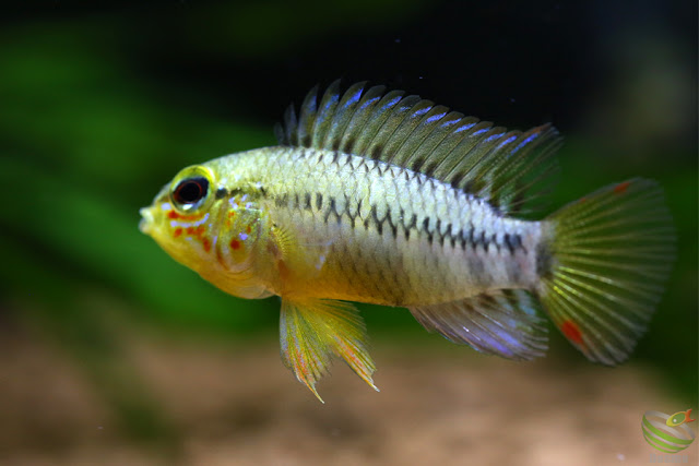 Apistogramma viejita from Colombia