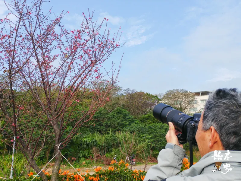 鶯歌永吉公園IG網美景點|炮仗花、櫻花齊登場還有3D立體彩繪步道