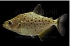 Langkah - Langkah Cara Merawat Ikan Piranha Di Akuarium Cara Merawat Ikan Piranha Irritans Di Akuarium