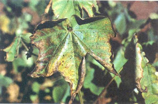 Murcha de verticillium Murcha de verticillium