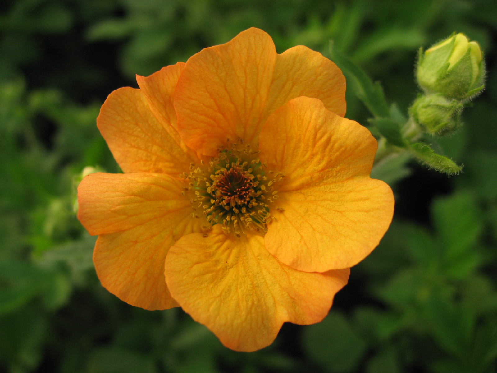 All about plants and more Glorious Geums