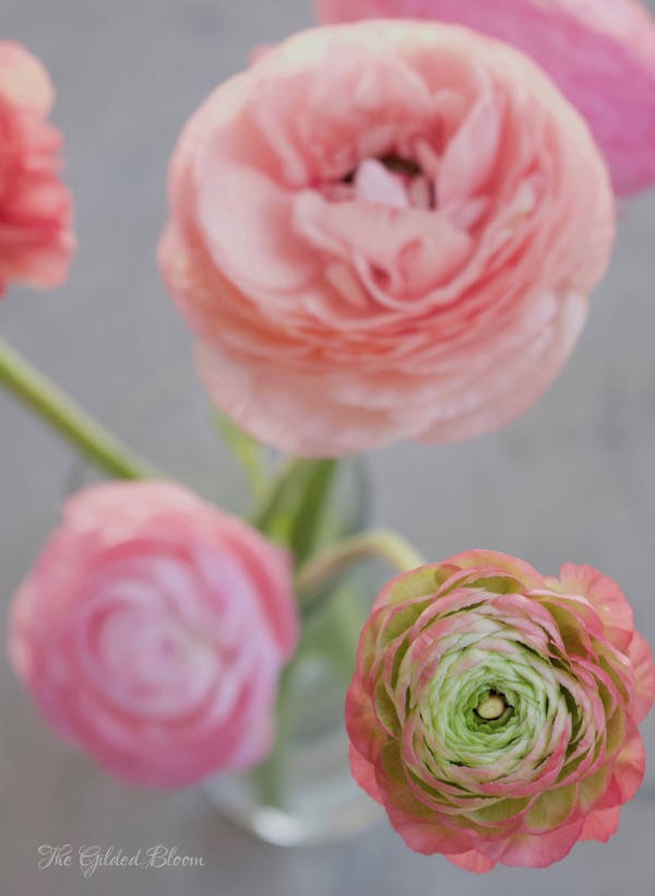 Flower Spotlight: Ranunculus - www.gildedbloom.com Flower Spotlight: Ranunculus - www.gildedbloom.com