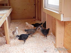 move chicks coop sunday explore much area them fun