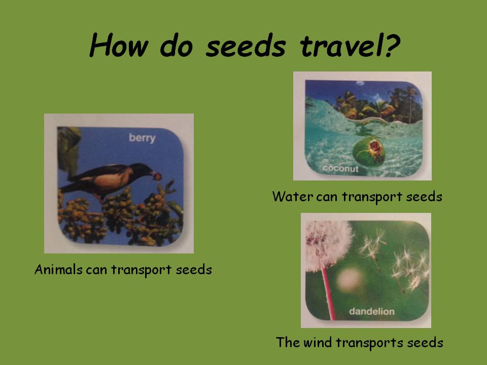 CEIP VIRGEN HUERTAS BILINGUE 5º HOW DO SEEDS TRAVEL?