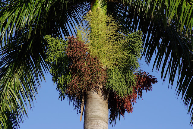 Roystonea regia - royal palm