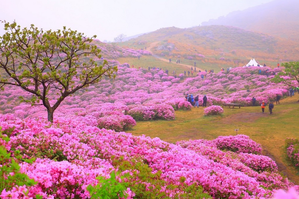 Du lịch khám phá vùng đất quê hương HLV Park Hang-seo