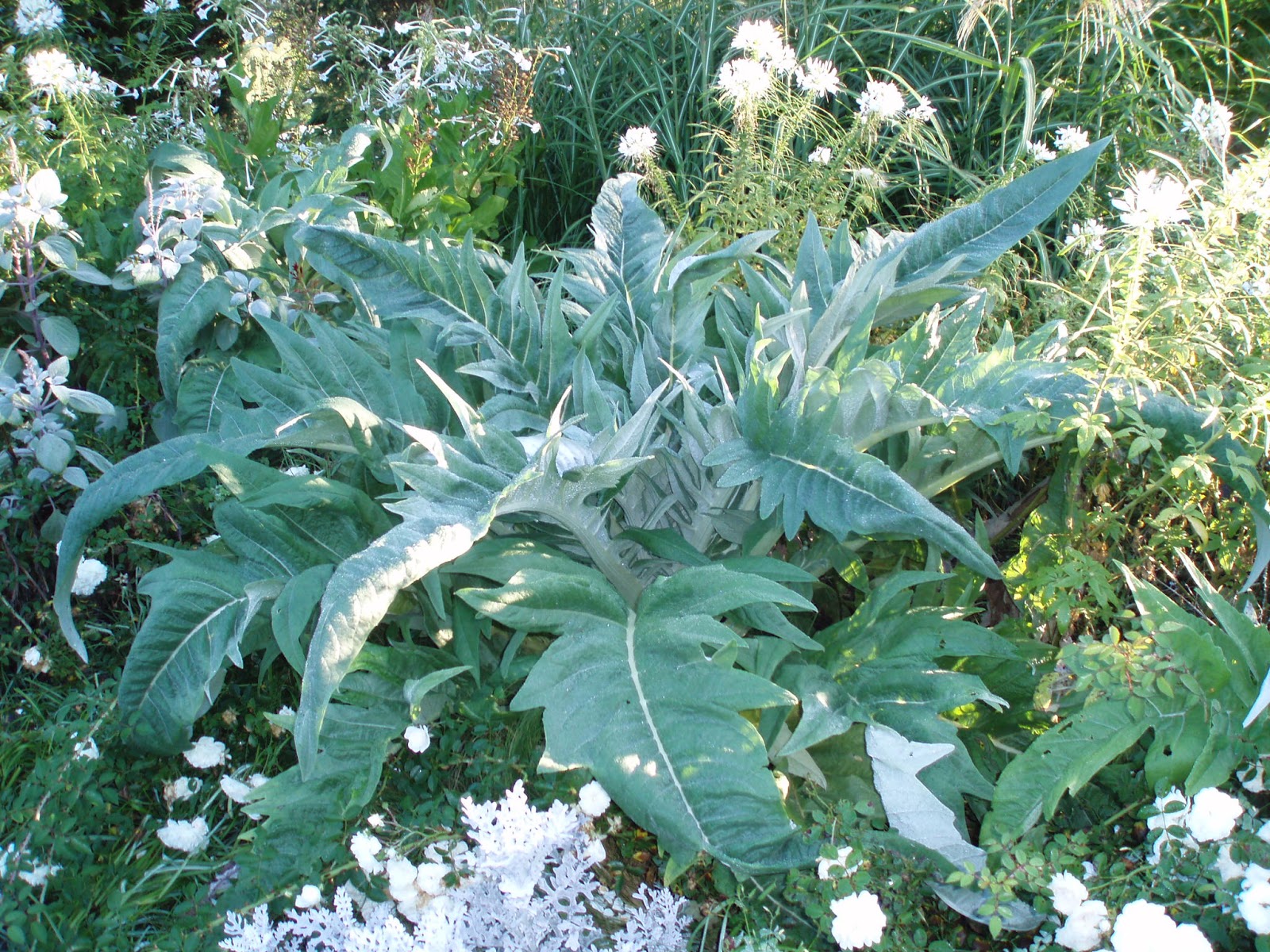 Rotary Botanical Gardens Hort Blog Cool Cardoon (Cynara