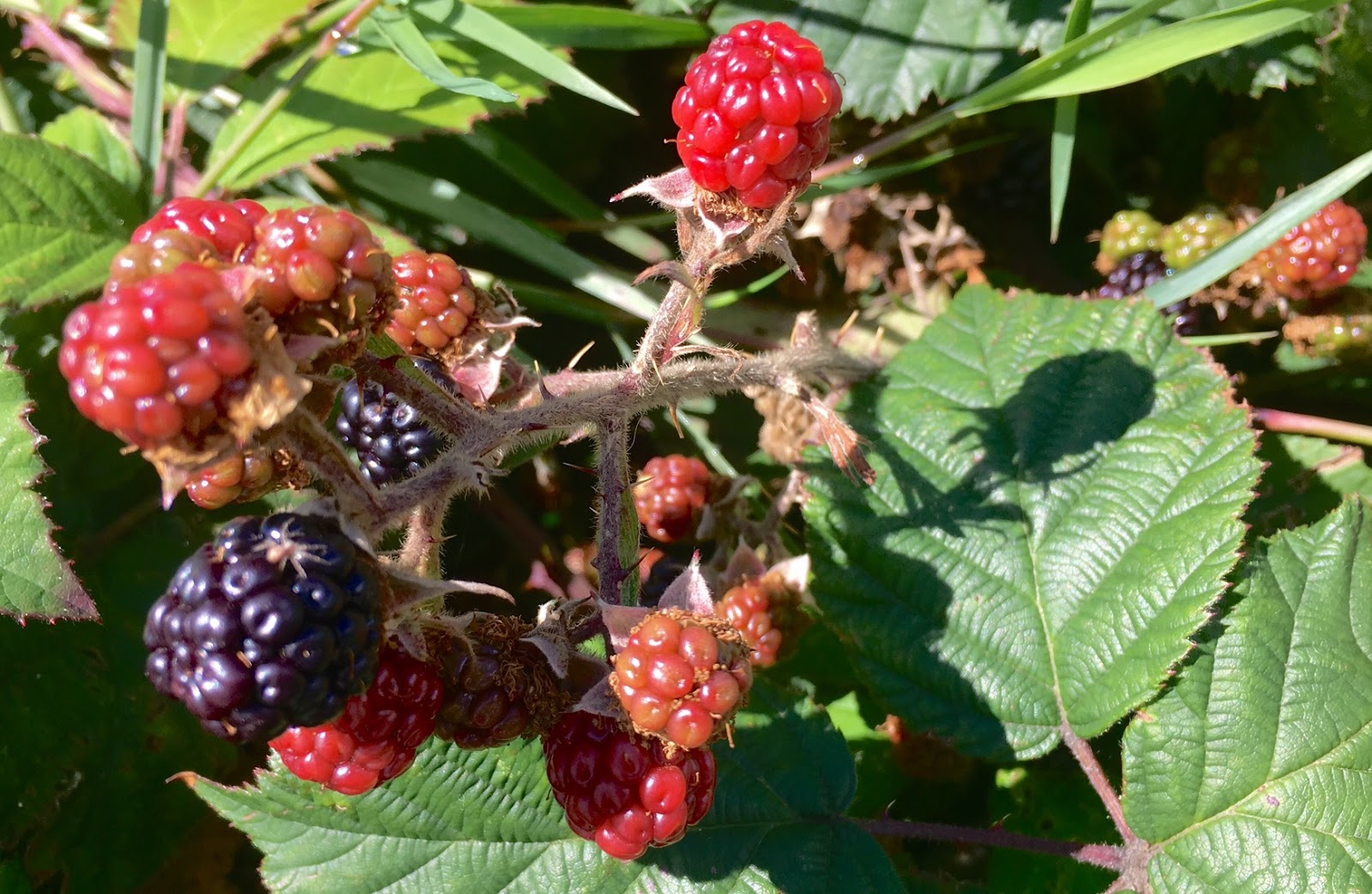 Speedie's Blog Blackberries a Trip down Memory (Country) Lane