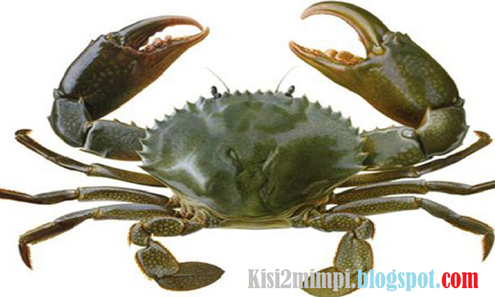 Mimpi Kepiting Menurut Primbon Tafsir Mimpi 4d Mimpi Kepiting Menurut Primbon Tafsir Mimpi 4d