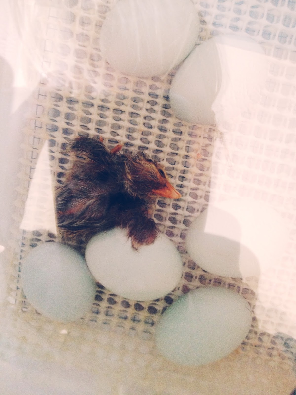 A Simmering Pot and a Mom Hatching Fertile Chicken Eggs