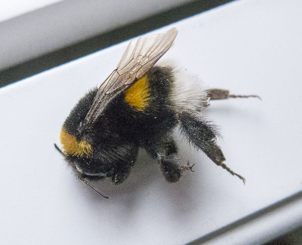 humla, bumblebee humla, bumblebee