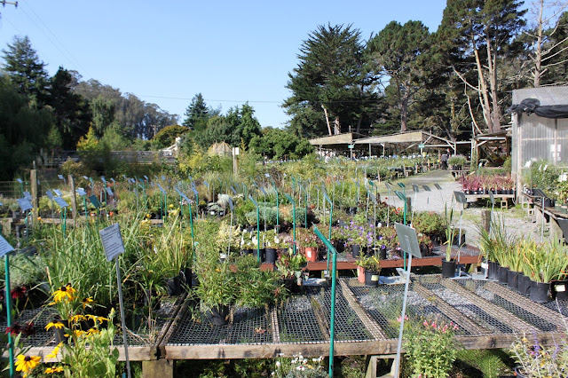 Backside of Half Moon Bay Nursery Backside of Half Moon Bay Nursery