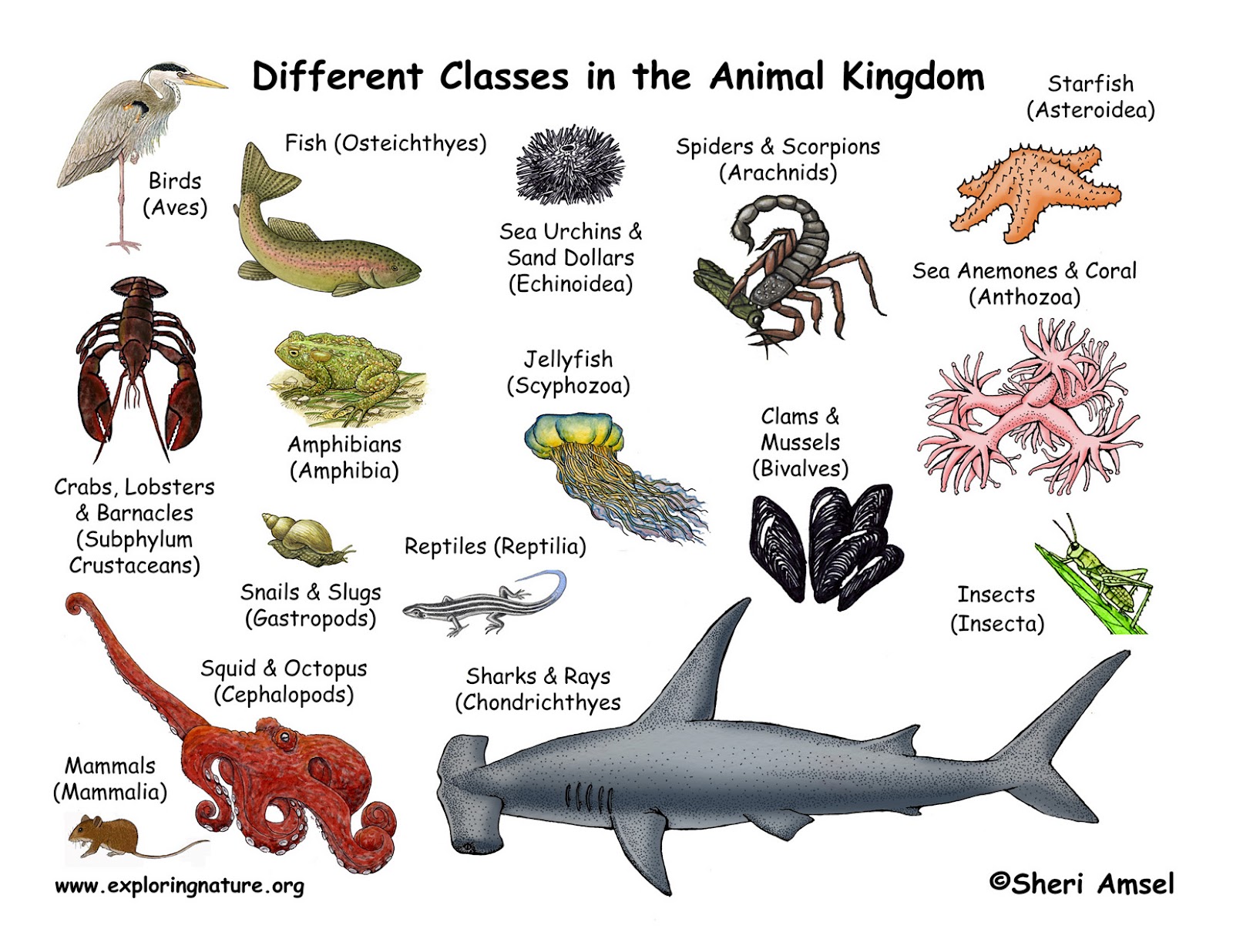 Classification of Animals - Animal Classes