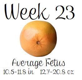 Pregnancy Week 23