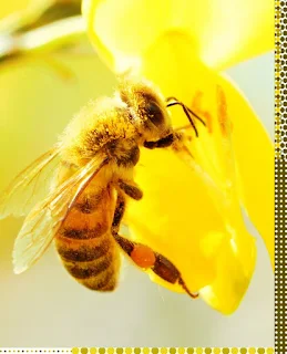 Most bees gather only pollen or nectar.