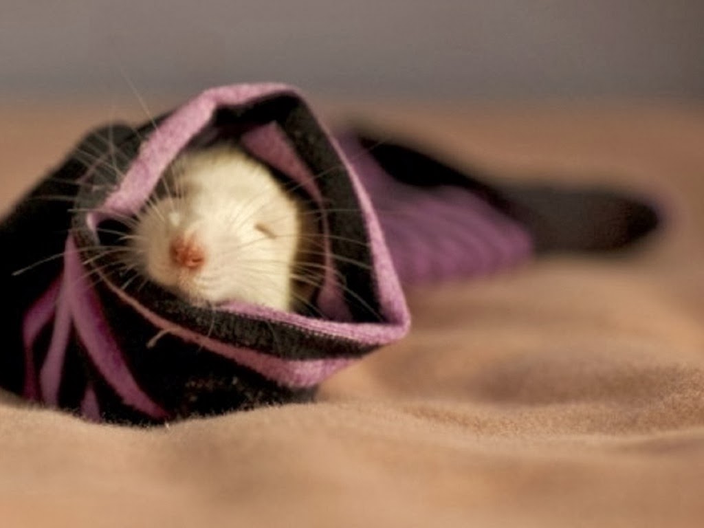 Спокойной мыши. Мышь в одеяле. Спящие мышки.
