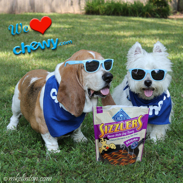 Basset hound and Westie with sunglasses and dog treats