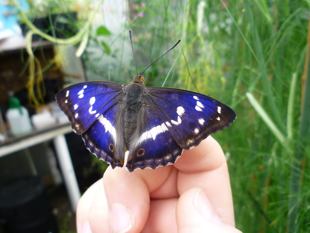 Male Purple Emperor butterfly via lovebirds vintage