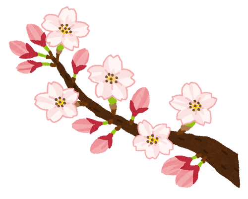 桜の開花のイラスト（ソメイヨシノ）