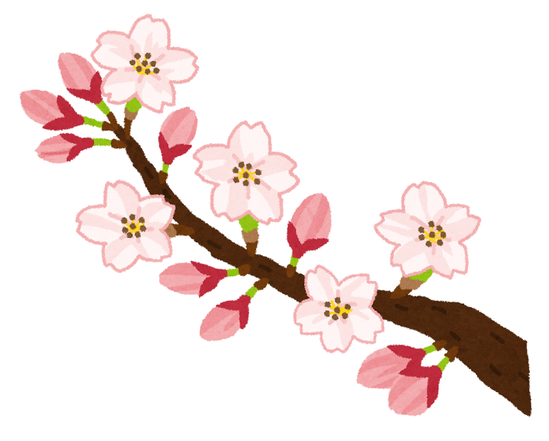 sakura_kaika.png (800×642)