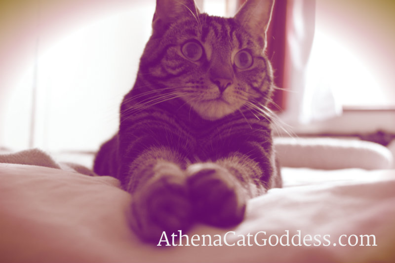 Athena Cat Goddess
