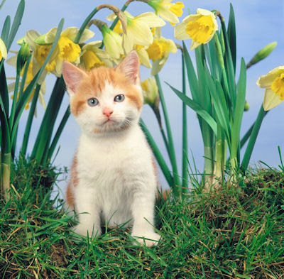 Pequeño gatito entre las flores del jardín - Little kitten