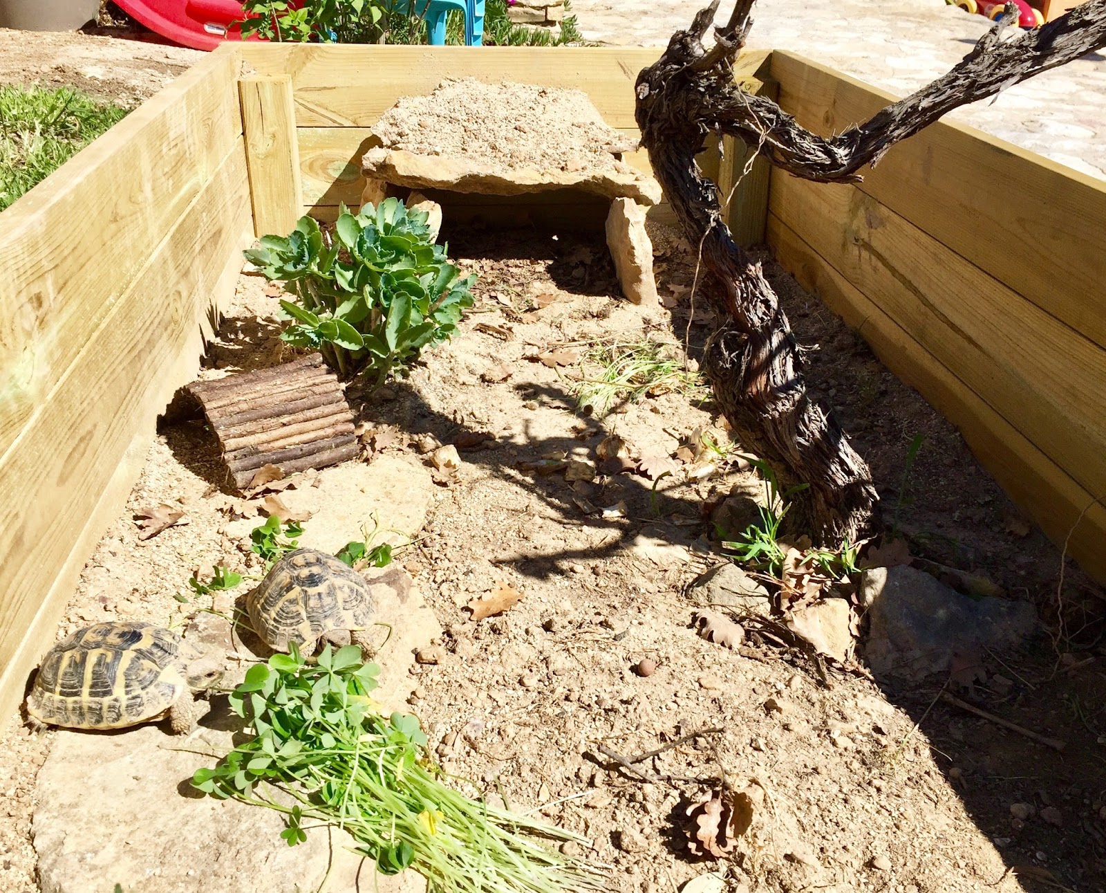 Construire un enclos pour tortue