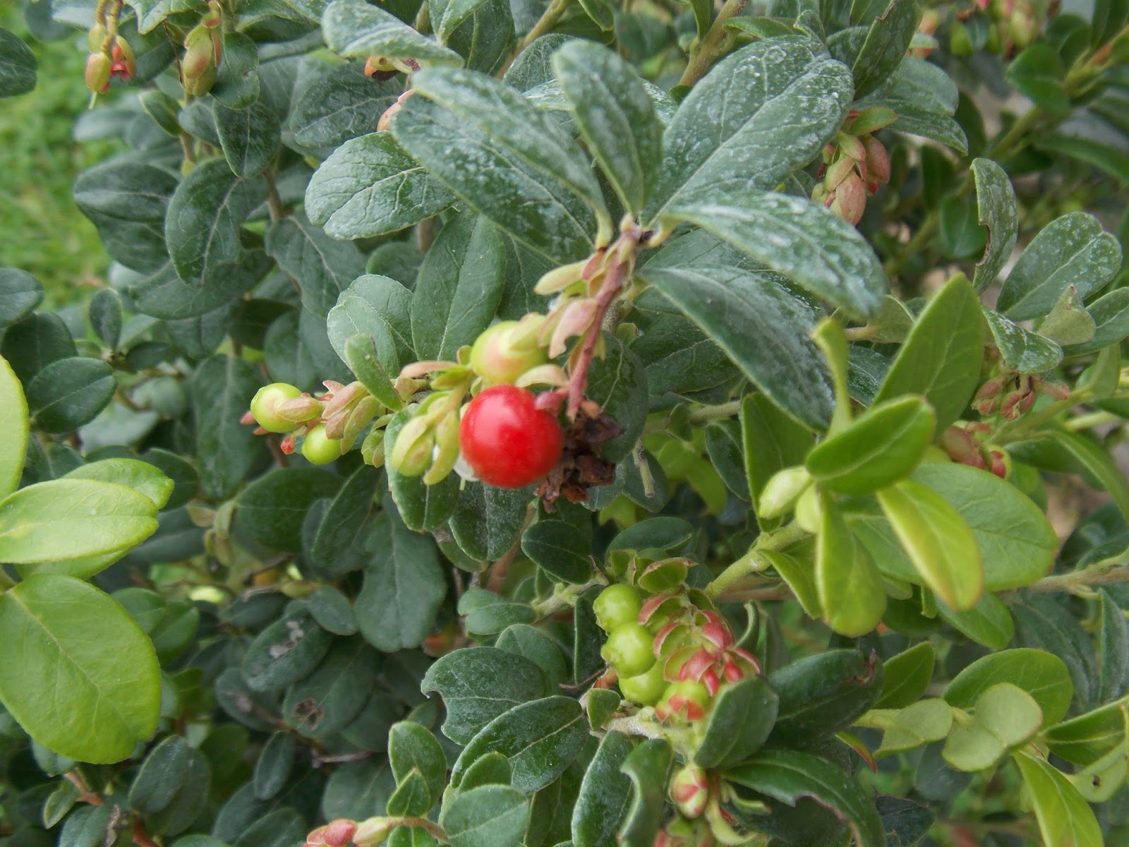 Plantation D Un Pied D Airelle Rouge Miss Cherry Globe Planter