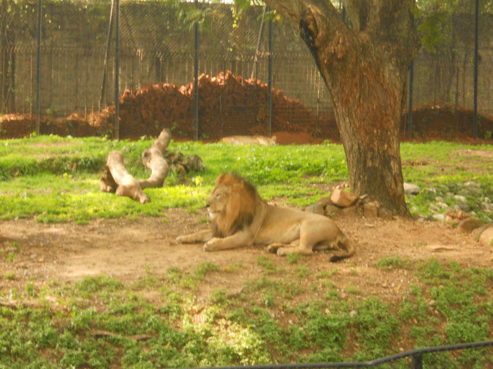 Around The World Mysore Zoo