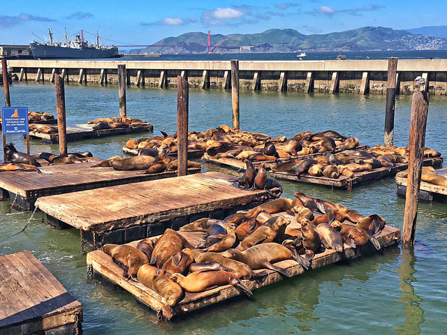 Sea Lions at Fishermans Warf - San Francisco, CA