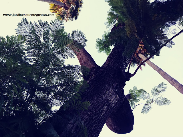 La copa de la Jacaranda de flor blanca