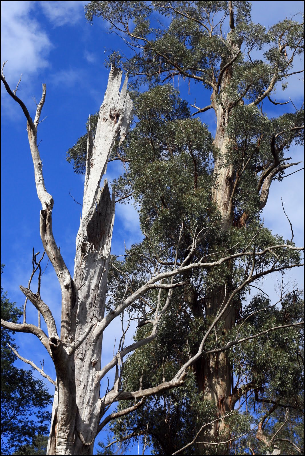 Hollow-bearing trees